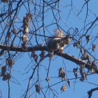 Белочка на веточке :: Дмитрий Никитин