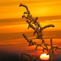 Зимнее очарование ... :: Ravile 