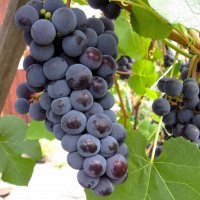 Ягодка к ягодке :: Лариса С.