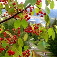 Яблочки :: Лариса С.