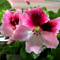 весной расцветают цветы :: Елена Семигина