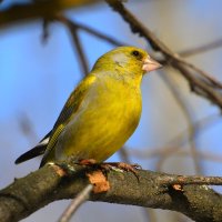 Зеленушка :: Константин Анисимов