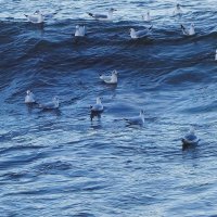 Чайки на море :: Рита Симонова