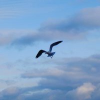 Чайка в небе :: Рита Симонова