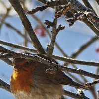 Малиновка :: Наталия 