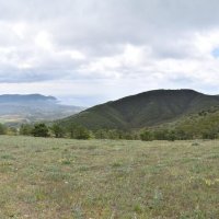 Природа Крыма :: Amazing Cosmea