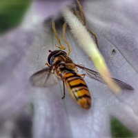 Маленький Мух :: AZ east3