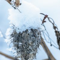 Зимние зарисовки :: Игорь Чичиль