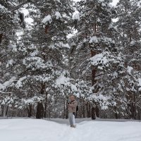 В снежном лесу :: Александр Синдерёв