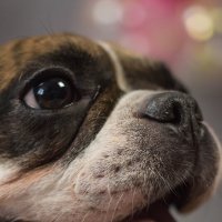 Моська :: Екатерина Василькова