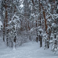 Зимний лесной пейзаж :: Александр Синдерёв