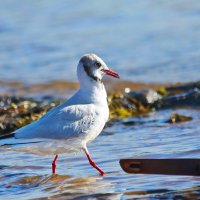 А я иду такая вся... :: Татьяна Бравая