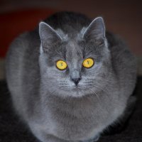 Маркиза. :: Владимир 