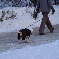 Хороший хозяин в такую погоду собаку из дому не выгонит. :: Наталья Вязигина