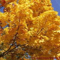 Клен  в золотом наряде :: Елена Сухорученкова