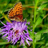 опять про бабочек...378 :: Александр Прокудин