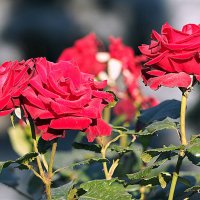 они на радость нам даны :: Олег Лукьянов