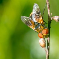 Муха-цокотуха :: Владимир Лазарев