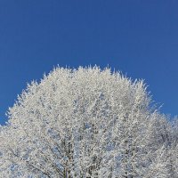 В зимнем парке :: Игорь Сычёв