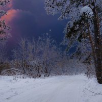 Ночь в зимнем лесу :: Наталья ***