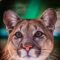 ПУМА :: аркадий 