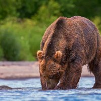Бурый медведь :: Aleksey Afonin