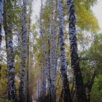 осень бродит по берёзовой аллее :: Елена Шаламова