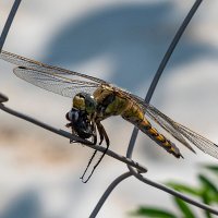 Обеденный перерыв :: Aleksandr 