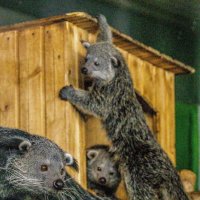 бинтуронги :: аркадий 