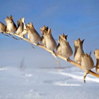 Про зимнюю белену... :: Андрей Заломленков