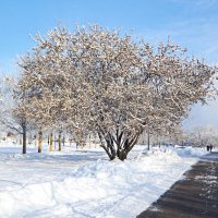 Январская зарисовка :: Юрий Шувалов