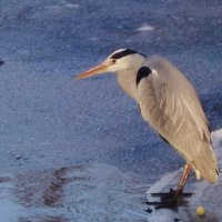 Серая цапля :: Рита Симонова Серая цапля :: Рита Симонова