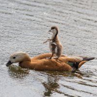 Здравствуй, мир! :: Игорь Шевченко