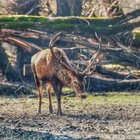 Неожиданная встреча в лесу :: Светлана 
