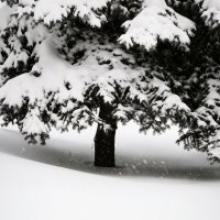 *** :: Сергей Полянский