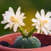 Цветение кактуса матукана мэдисонорум, вариация альба. :: Николай Зиновьев Цветение кактуса матукана мэдисонорум, вариация альба. :: Николай Зиновьев