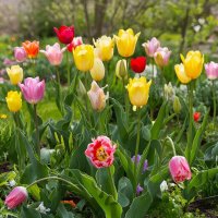 Тюльпаны :: МАРИЯ ПОПОВА