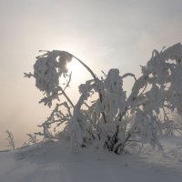 Зимняя бабочка :: Сергей Герасимов