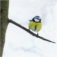 Скоро весна ! :: Валентин Котляров