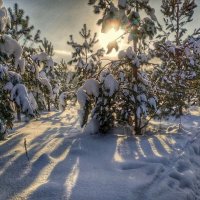 в зимнем ельнике :: Валентина. .
