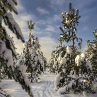 погожий зимний день :: Валентина. . погожий зимний день :: Валентина. .