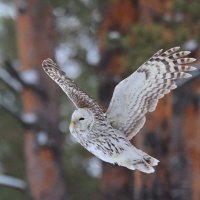 Лесная гостья... :: Владилен Панченко