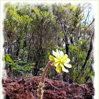 Ну очень интересное растение ! :: Лия ☼ Ну очень интересное растение ! :: Лия ☼