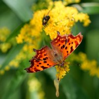 опять про бабочек...382 :: Александр Прокудин