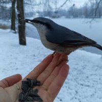 Поползень :: Сапсан 