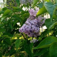 Цветет сирень :: Елена Сухорученкова