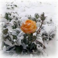 Розоачка в снегу :: Елена Сухорученкова