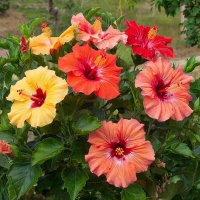 Гибискус :: МАРИЯ ПОПОВА