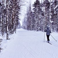 Уводит лыжня в снежную даль! :: Владимир 
