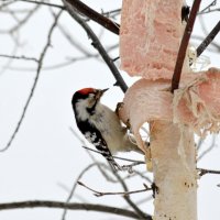 Малый пёстрый дятел :: Татьяна Лютаева